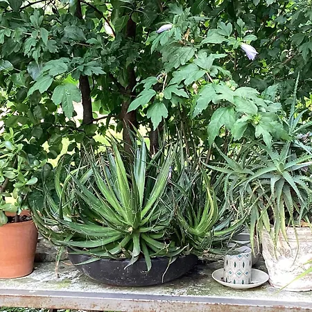 Il Villino Della Duchessa 4* 帕爾馬